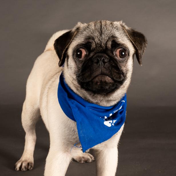 Pug dog bowl sale